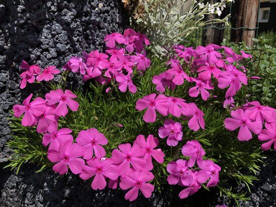 Floksis aslapu McDaniel’s Cushion